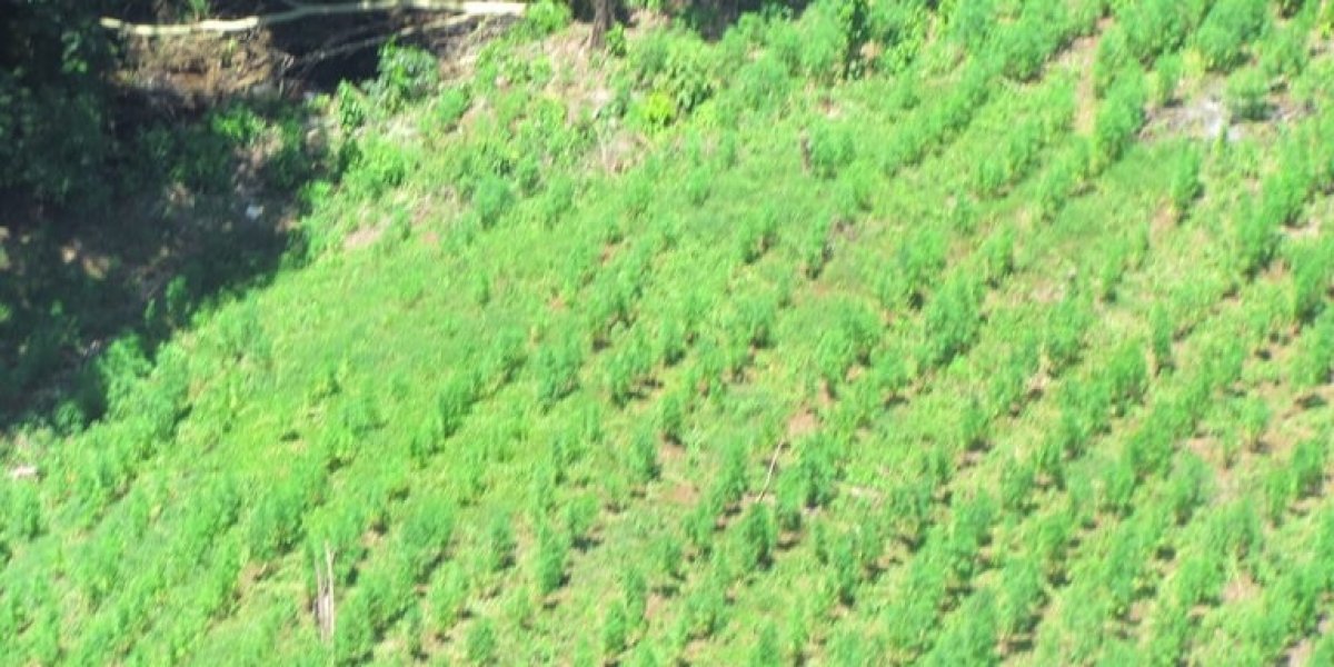 Polícia apreende mais de uma tonelada de maconha em fazenda