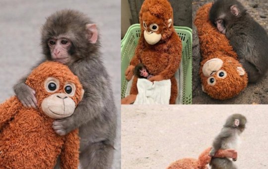 Filhote de macaco faz sucesso por conta do apego com macaco de pelúcia