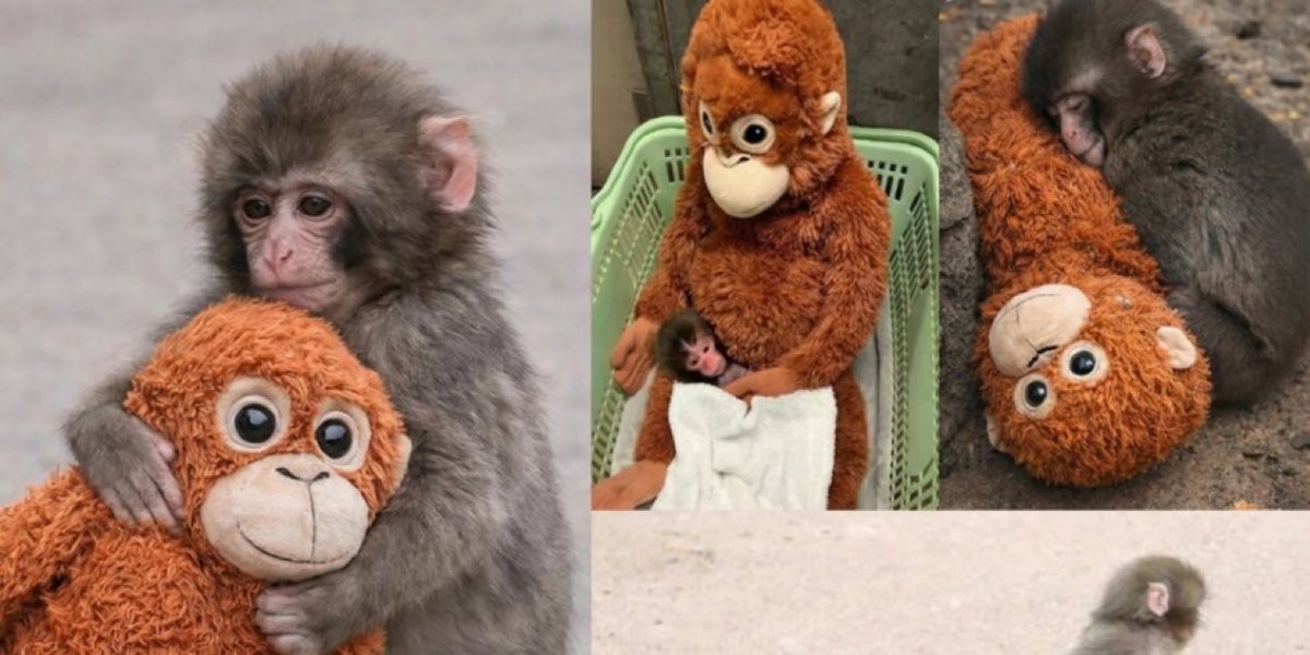 Filhote de macaco faz sucesso por conta do apego com macaco de pelúcia