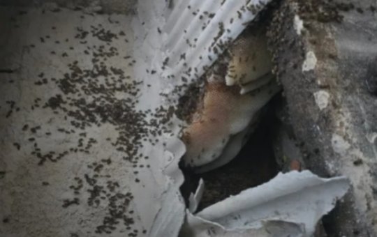 Enxame de 60 mil abelhas mata cachorros e deixa duas pessoas feridas no sul da Bahia