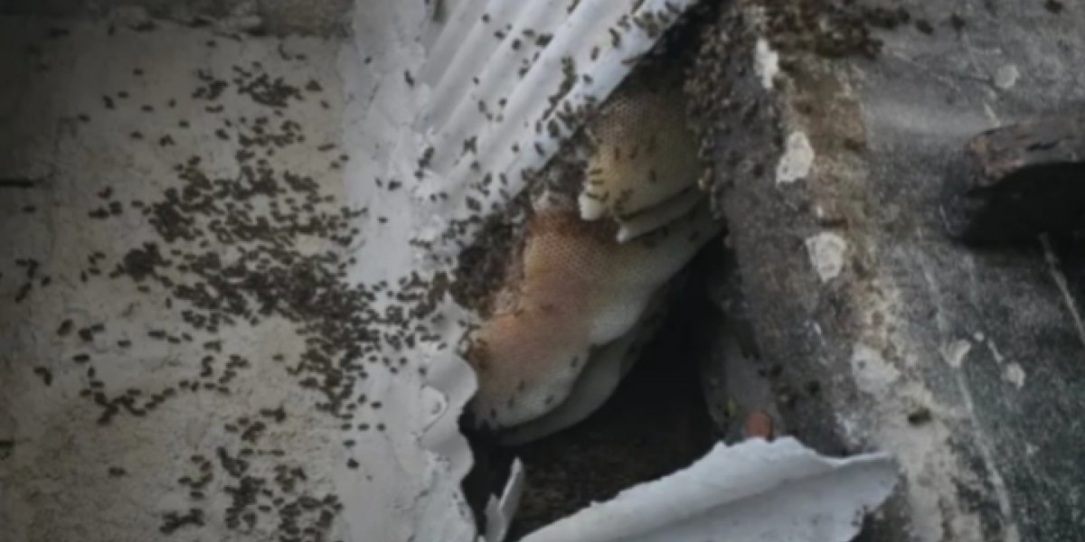 Enxame de 60 mil abelhas mata cachorros e deixa duas pessoas feridas no sul da Bahia