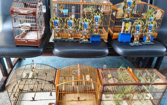 Trio é preso por crime ambiental e aves silvestres são resgatadas na Praia do Flamengo, em Salvador