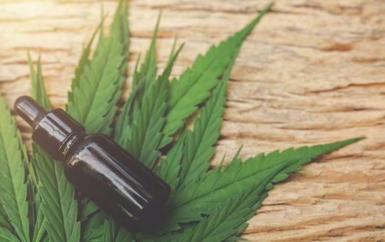 Justiça autoriza cultivo de cannabis medicinal na Chapada Diamantina