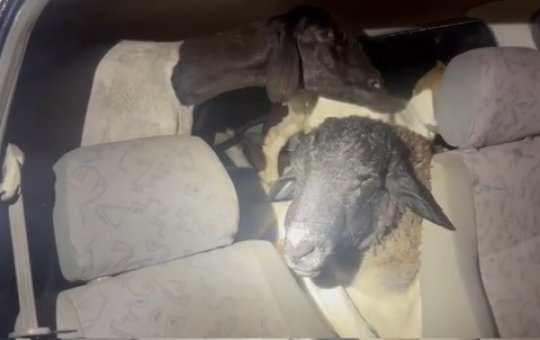 PRF flagra carro com 18 bodes amontoados no banco dos passageiros