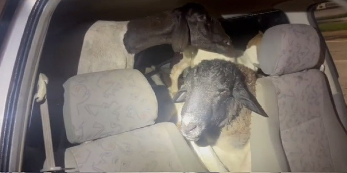 PRF flagra carro com 18 bodes amontoados no banco de passageiro