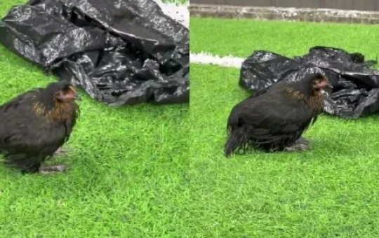 Torcedores do Bahia jogam galinha no gramado da Fonte Nova durante clássico contra o Vitória
