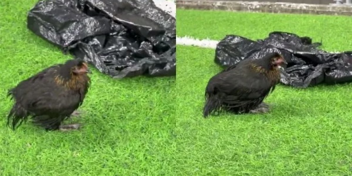 Torcedores do Bahia jogam galinha no gramado da Fonte Nova durante clássico contra o Vitória
