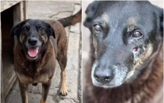 Governo publica decreto “Cão Orelha” e endurece punições para maus-tratos a animais