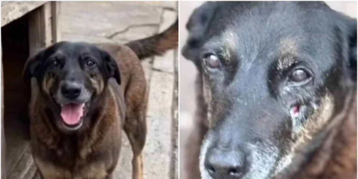 Governo publica decreto “Cão Orelha” e endurece punições para maus-tratos a animais