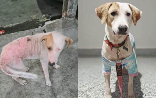 REMCA promove triagem de recicláveis para financiar castração de animais de rua em Lauro de Freitas