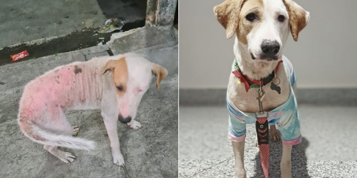 REMCA promove triagem de recicláveis para financiar castração de animais de rua em Lauro de Freitas