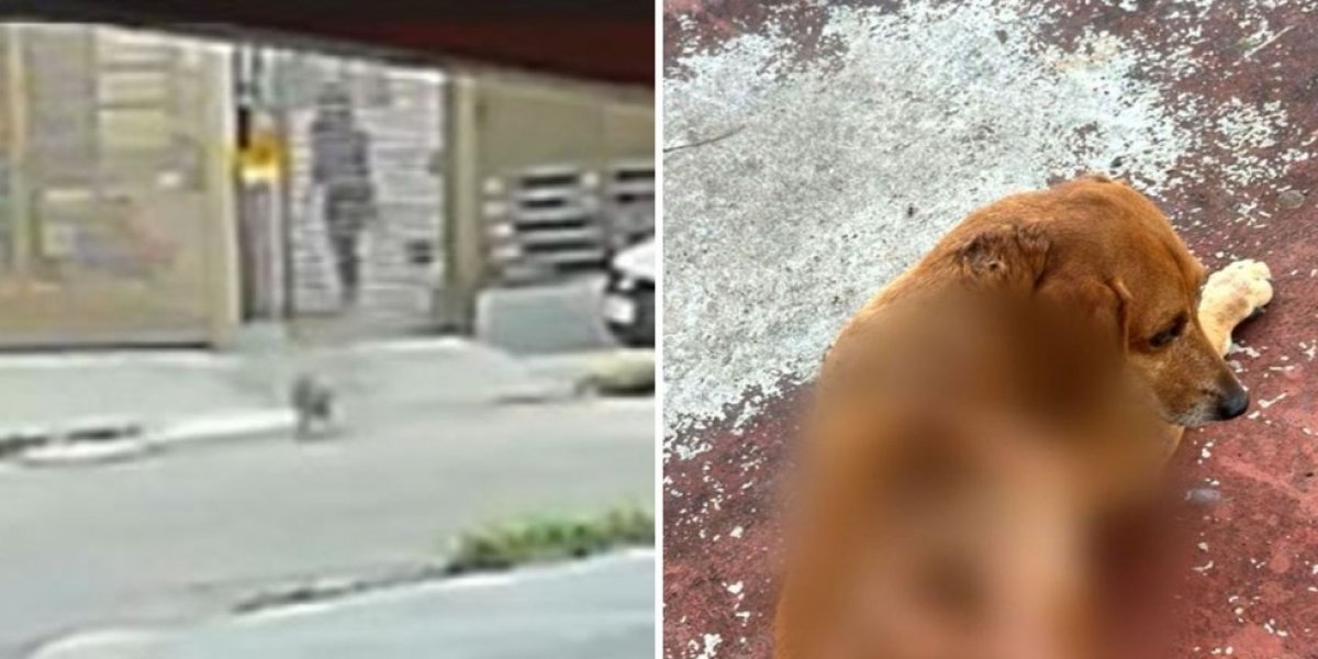 Cão comunitário sofre queimaduras após mulher jogar óleo quente