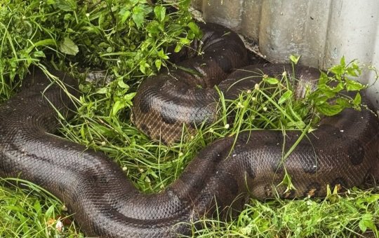 Sucuri gigante é resgatada na porta de residência em Belém do Pará