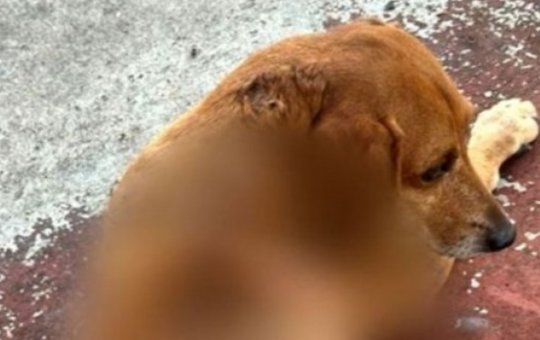 Polícia de Goiás identifica mulher suspeita de jogar líquido quente em cachorro comunitário