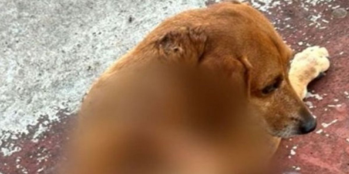 Polícia de Goiás identifica mulher suspeita de jogar líquido quente em cachorro comunitário