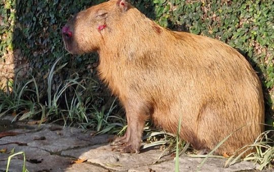 Câmeras de segurança flagram momento em espancaram uma capivara