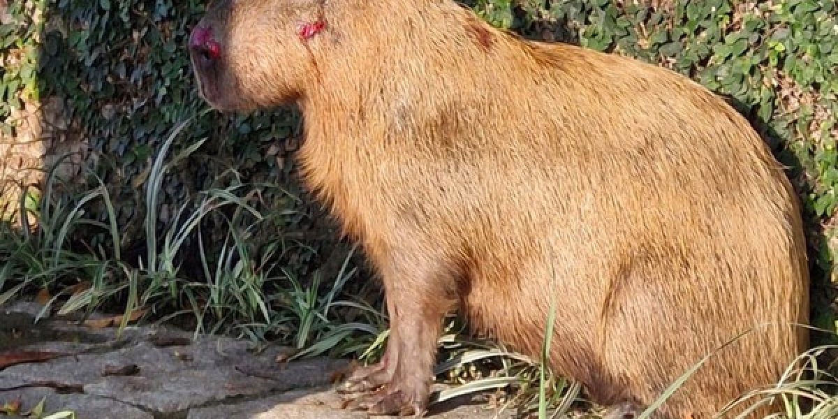 Câmeras de segurança flagram momento em que homens espancaram uma capivara
