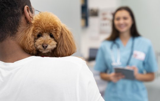  Lei de Salvador permite entrada de animais de estimação em hospitais