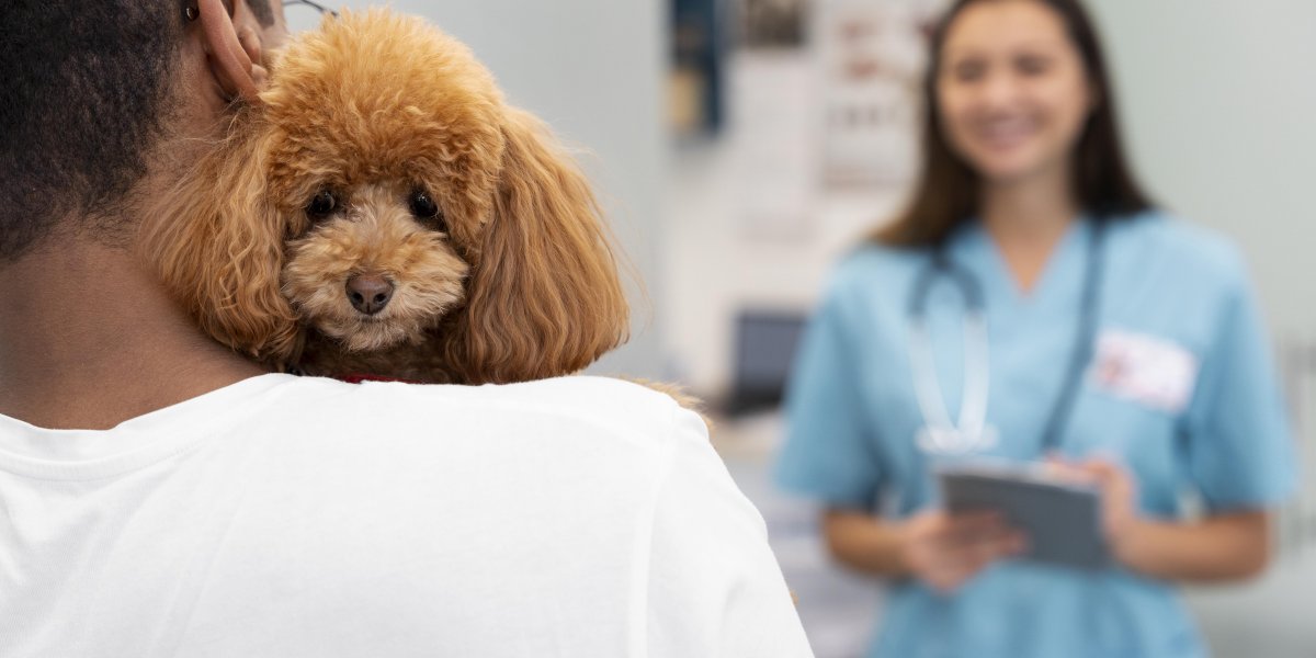 Visita de cão para paciente internado