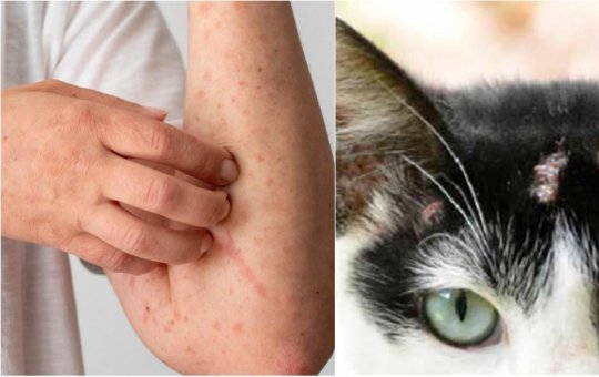 Bahia registra aumento de casos de esporotricose, doença que afeta humanos e animais