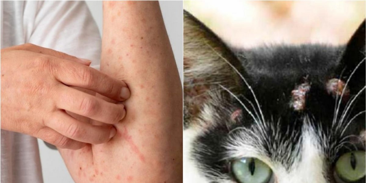 Bahia registra aumento de casos de esporotricose, doença que afeta humanos e animais