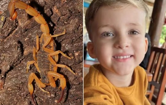 Criança de 3 anos não sobrevive a picada de escorpião; pai informa à respeito do caso