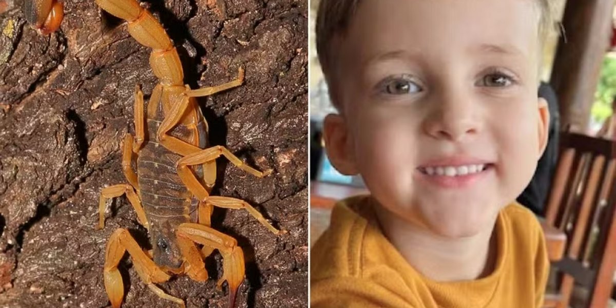 Criança de 3 anos não sobrevive a picada de escorpião; pai informa à respeito do caso