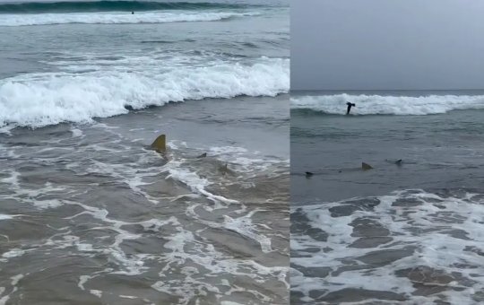 Turista filma mar com tubarões em Fernando de Noronha e brinca: 'Uma delícia para entrar na água'
