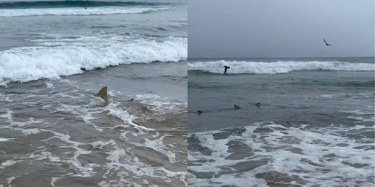 Turista filma mar com tubarões em Fernando de Noronha e brinca: 'Uma delícia para entrar na água'