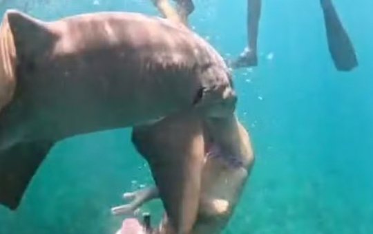 Vídeo revela novo ângulo de ataque de tubarão a turista em Fernando de Noronha