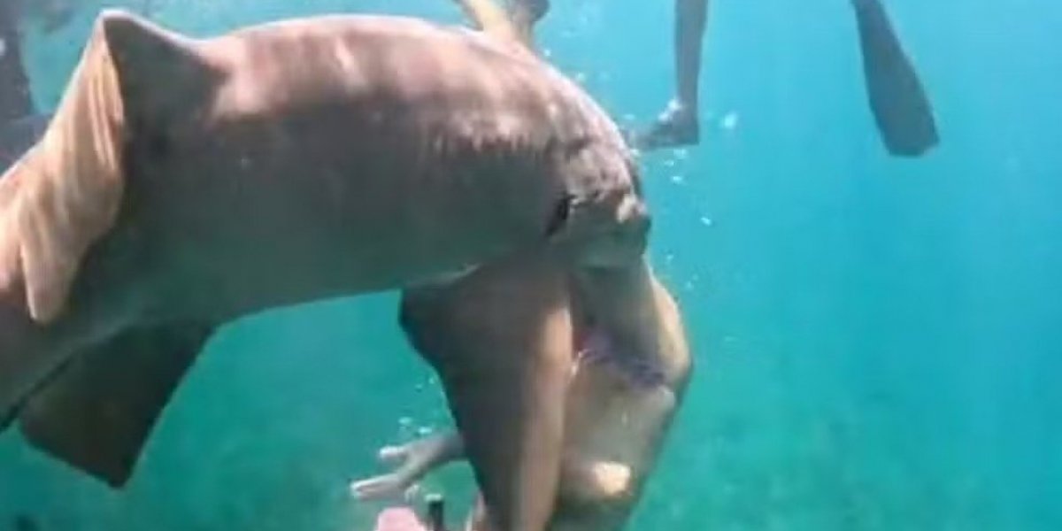 Vídeo revela novo ângulo de ataque de tubarão a turista em Fernando de Noronha