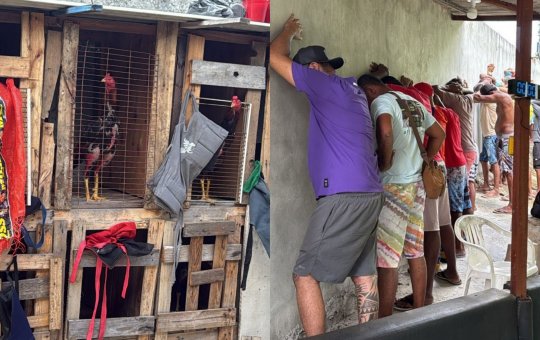 Polícia Militar desarticula rinha de galo, apreende R$ 150 mil e resgata mais de 30 animais em Salvador