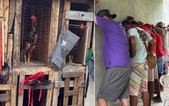 PM interrompe rinha de galo, apreende R$ 150 mil e resgata mais de 30 animais em Salvador