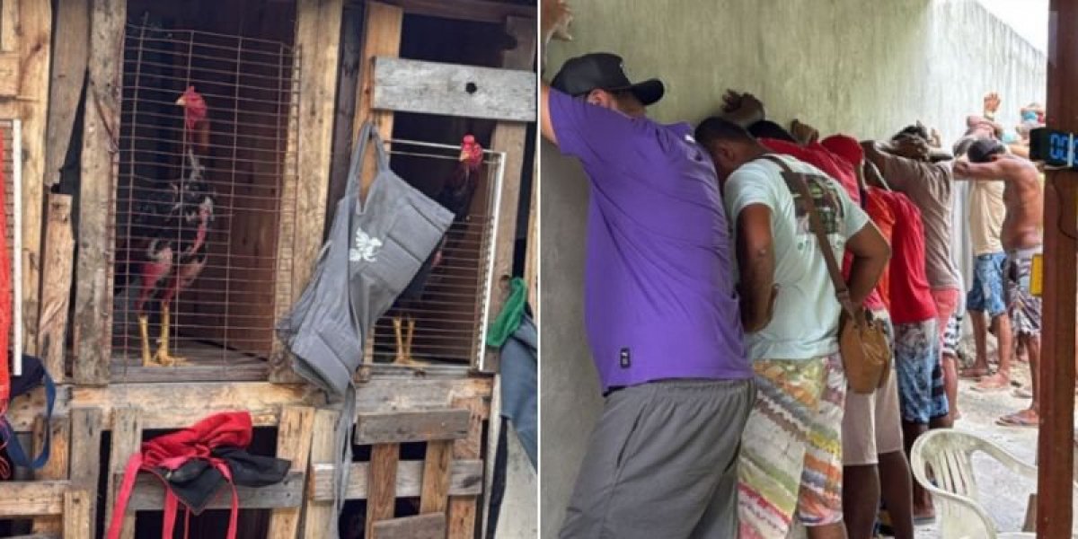 PM interrompe rinha de galo, apreende R$ 150 mil e resgata mais de 30 animais em Salvador