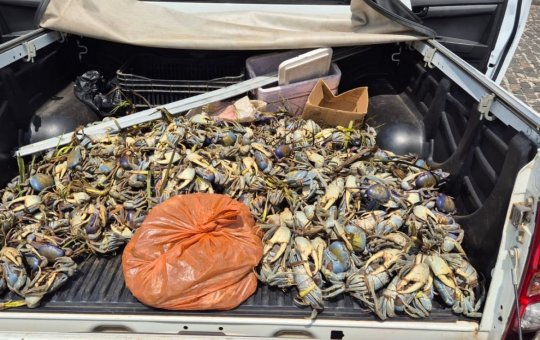 Mais de 1,5 mil caranguejos são apreendidos no sul da Bahia