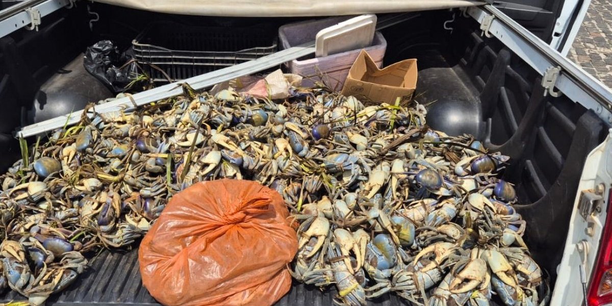 Apreensão de caranguejos no sul da Bahia 