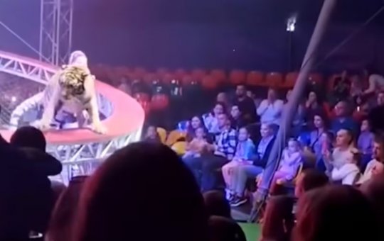Tigre avança em direção à plateia após falha em circo na Rússia