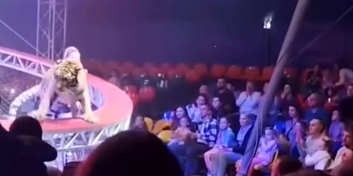 Tigre avança em direção à plateia após falha em circo na Rússia