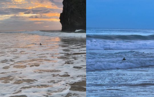 Vídeo assustador mostra tubarão na parte rasa do mar em Fernando de Noronha