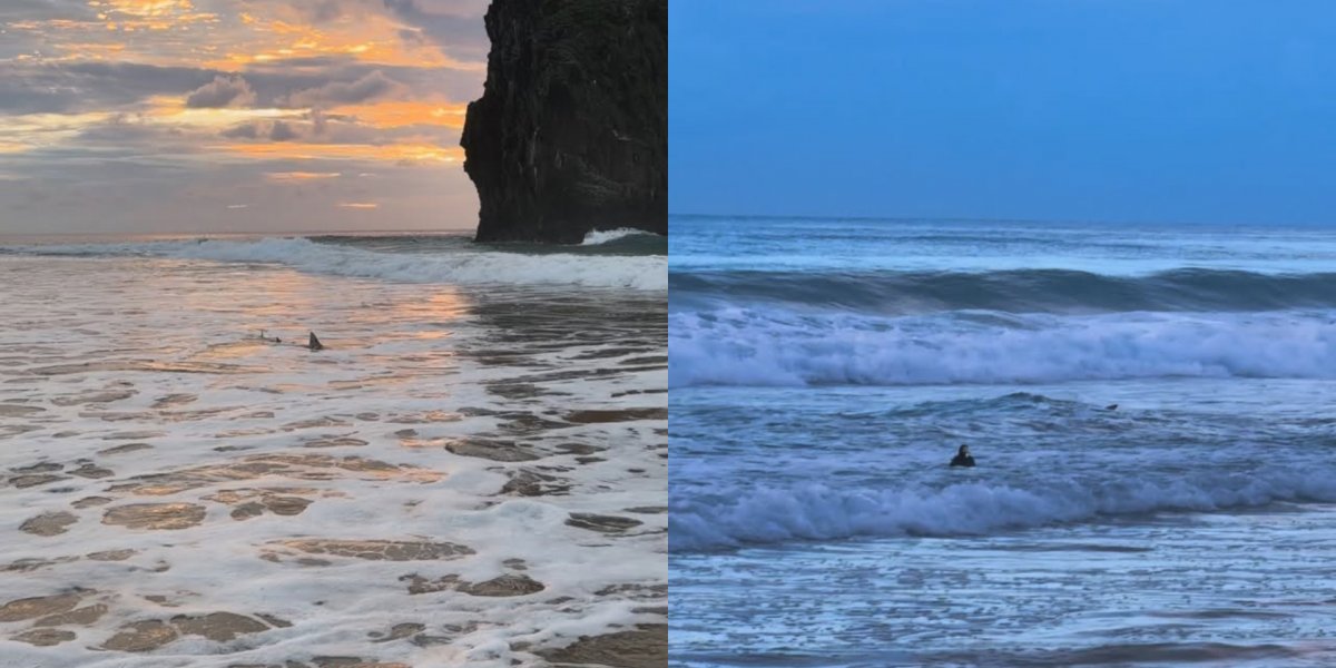 Vídeo assustador mostra tubarão na parte rasa do mar em Fernando de Noronha