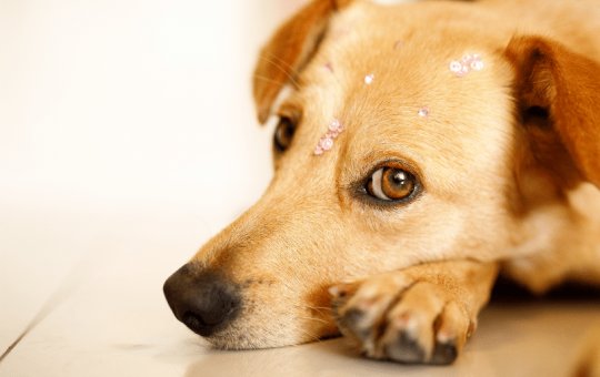 Vereador de Maracás defende a eutanásia para cachorros de rua