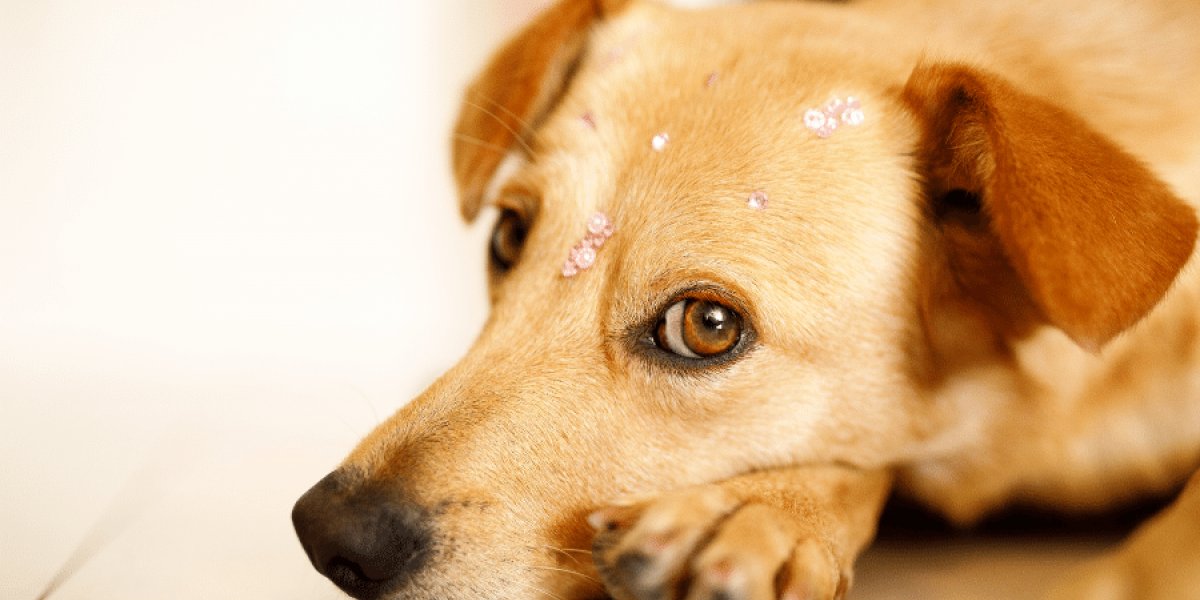 Vereador de Maracás defende a eutanásia para cachorros de rua