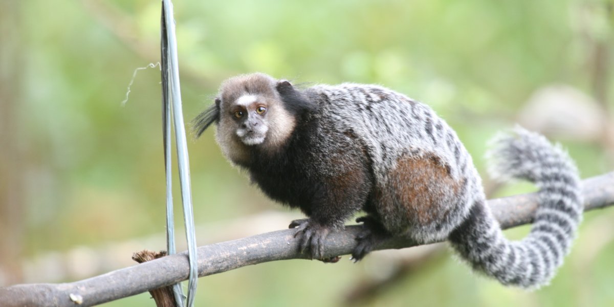 Adolescente tem morte confirmada após ser mordido por sagui e contrair raiva humana no Piauí