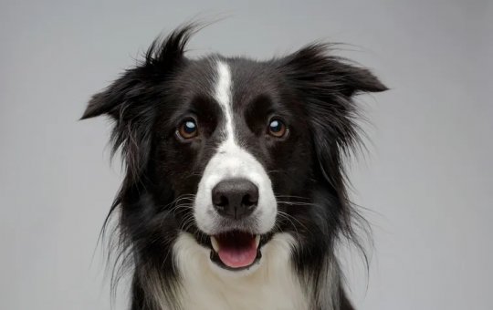 Projeto em Salvador prevê multa de até R$ 100 mil para maus-tratos a animais e endurece punições