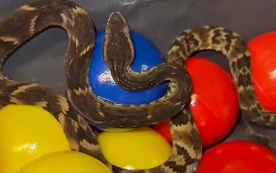 Jararaca é encontrada em piscina de bolinhas de restaurante na Grande São Paulo