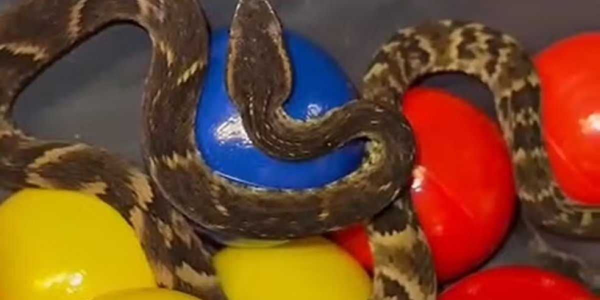 Jararaca é encontrada em piscina de bolinhas de restaurante na Grande São Paulo