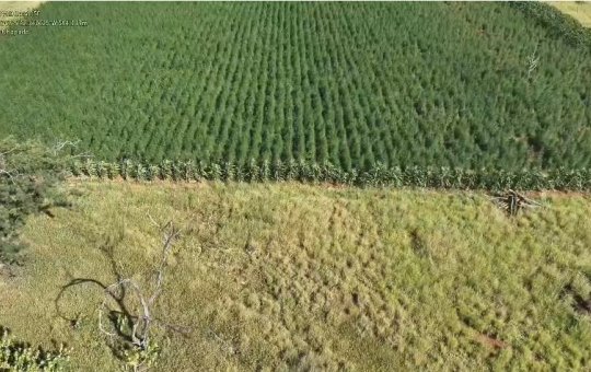 Vista aérea de plantação na área rural de Ibitiara, na Chapada Diamantina