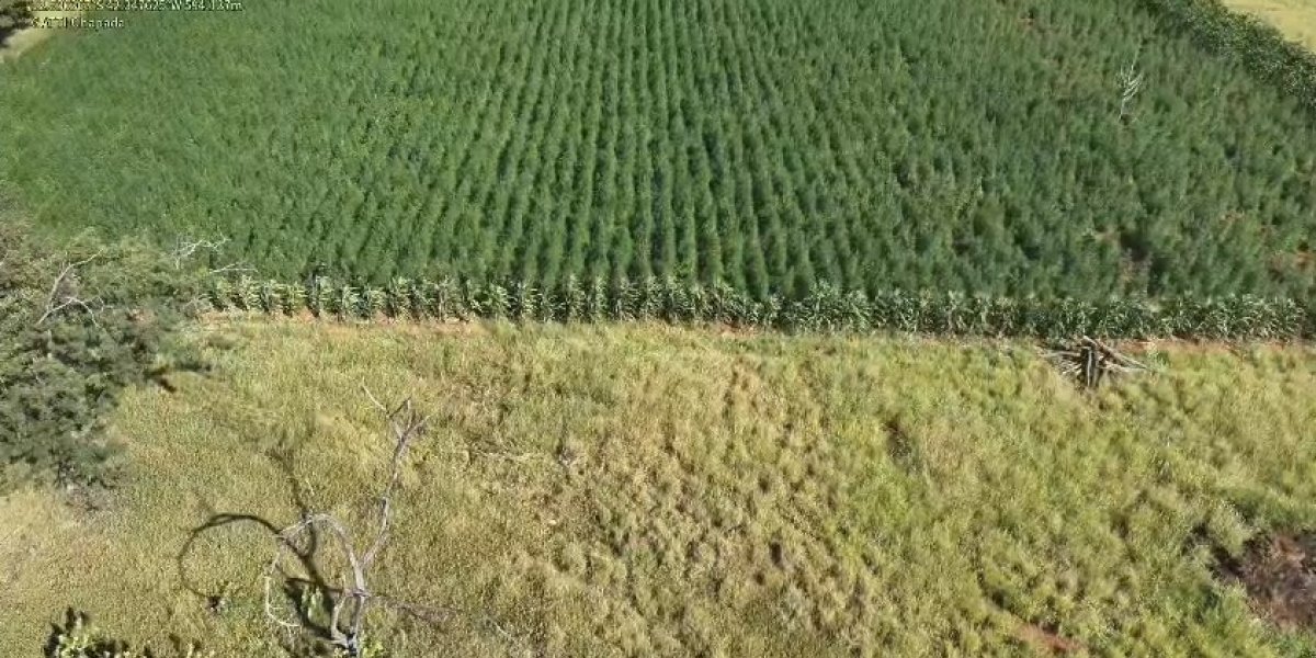 Vista aérea de plantação na área rural de Ibitiara, na Chapada Diamantina