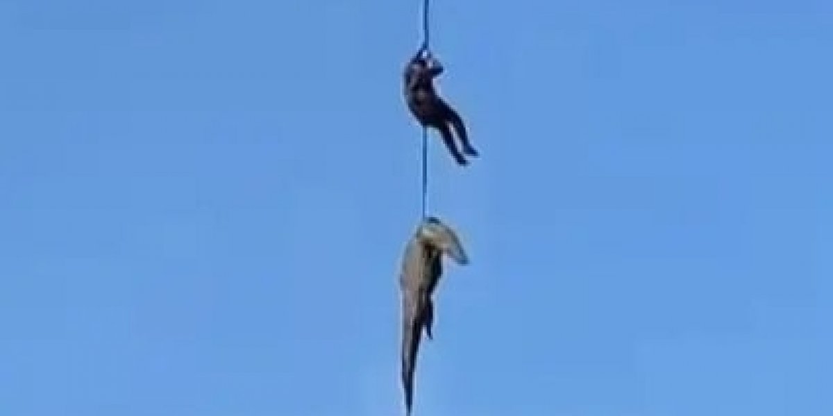 Crocodilo suspeito de devorar empresário é içado por helicóptero na África do Sul