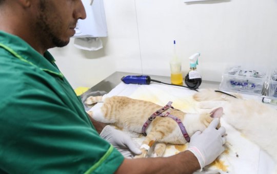 Castração gratuita para cães e gatos será oferecida em três bairros de Salvador